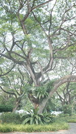 Low angle view of trees in forest