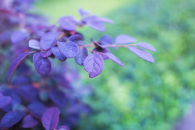 Close-up of purple flowering plant