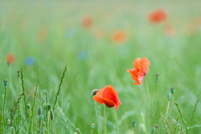 Close-up of poppy blooming on field