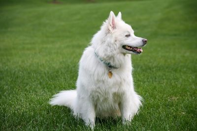 Cute white dog sitting on grass