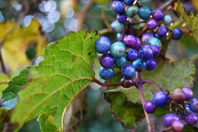 Close-up of grapes hanging on tree