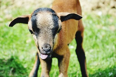 Close-up of kid goat standing on grassy field