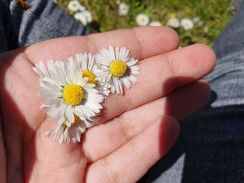 Close-up of hand holding yellow flower