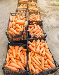 Freshly harvested carrots in boxes. eco friendly vegetables ready for sale. summer harvest. 