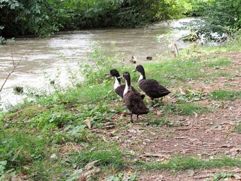 Ducks in a lake