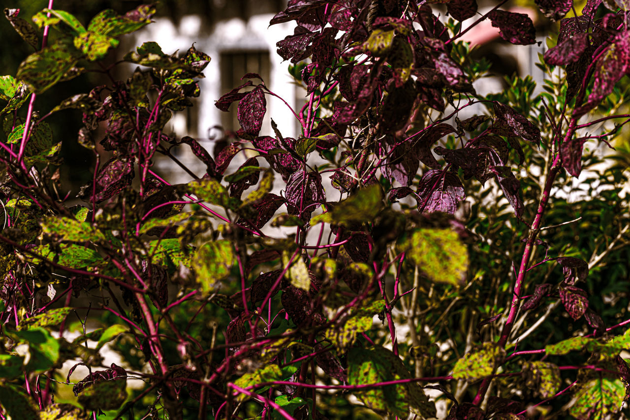 LOW ANGLE VIEW OF FLOWERING PLANTS