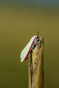 Close-up of insect on wood