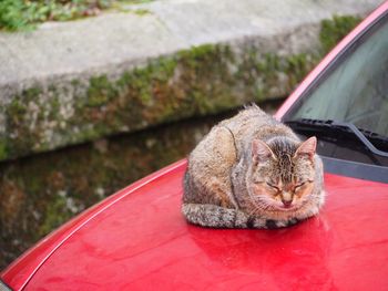 Close-up of cat sitting outdoors