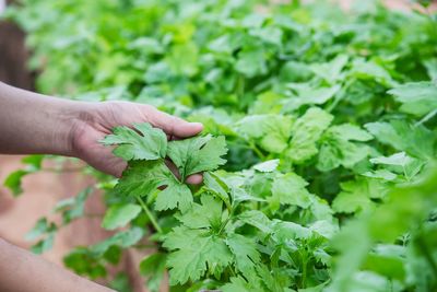 Cropped image of hand holding plant