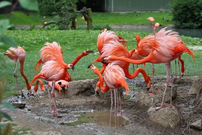 Flamingos drinking water from puddle