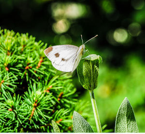 Close-up of butterfly pollinating flower