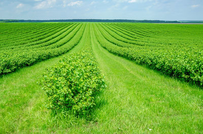 Scenic view of agricultural field against sky