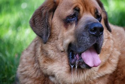 Close-up of dog on field 