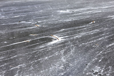 High angle view of swan swimming in snow