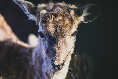 Close-up portrait of horse