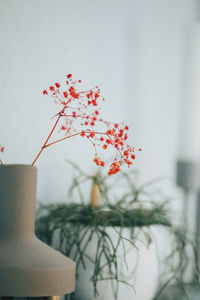Close-up of red flowering plant in vase against wall
