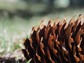 Close-up of plant