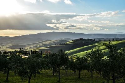 Scenic view of agricultural field against sky