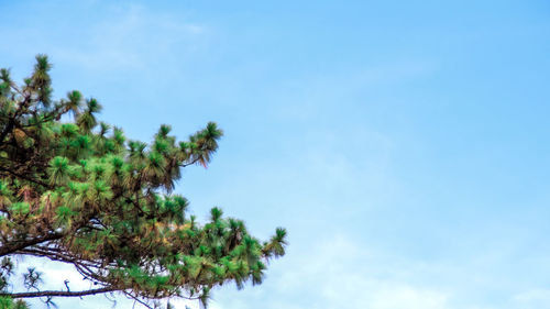 Low angle view of trees against blue sky