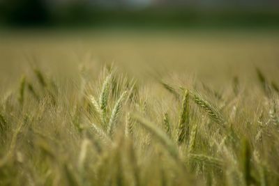 Close-up of wheat growing on field