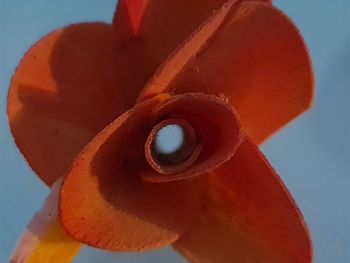 Close-up of orange flower