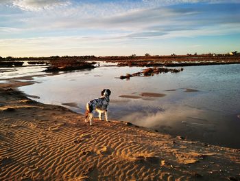 Dog on beach