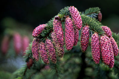 Close-up of pink flowering plant