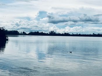 View of birds swimming in lake