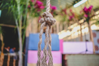 Close-up of a dog hanging on rope