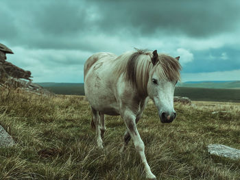 Dartmoor pony