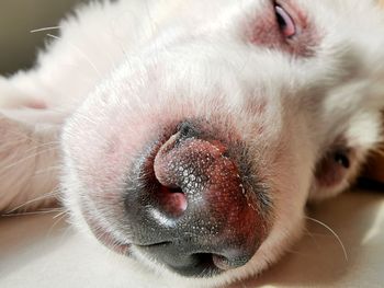 Close-up of dog sleeping