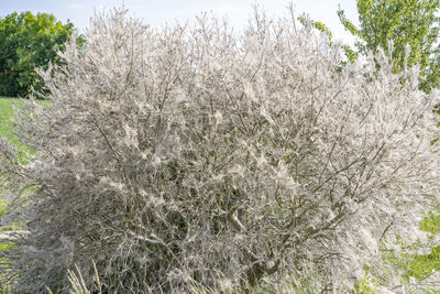 Close-up of snow on land