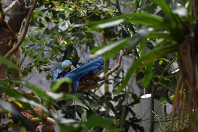 Close-up of bird perching on tree