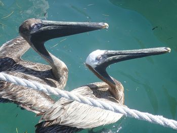 Close-up of pelicans waiting for fish remains