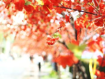 Close-up of red flowers on tree during autumn