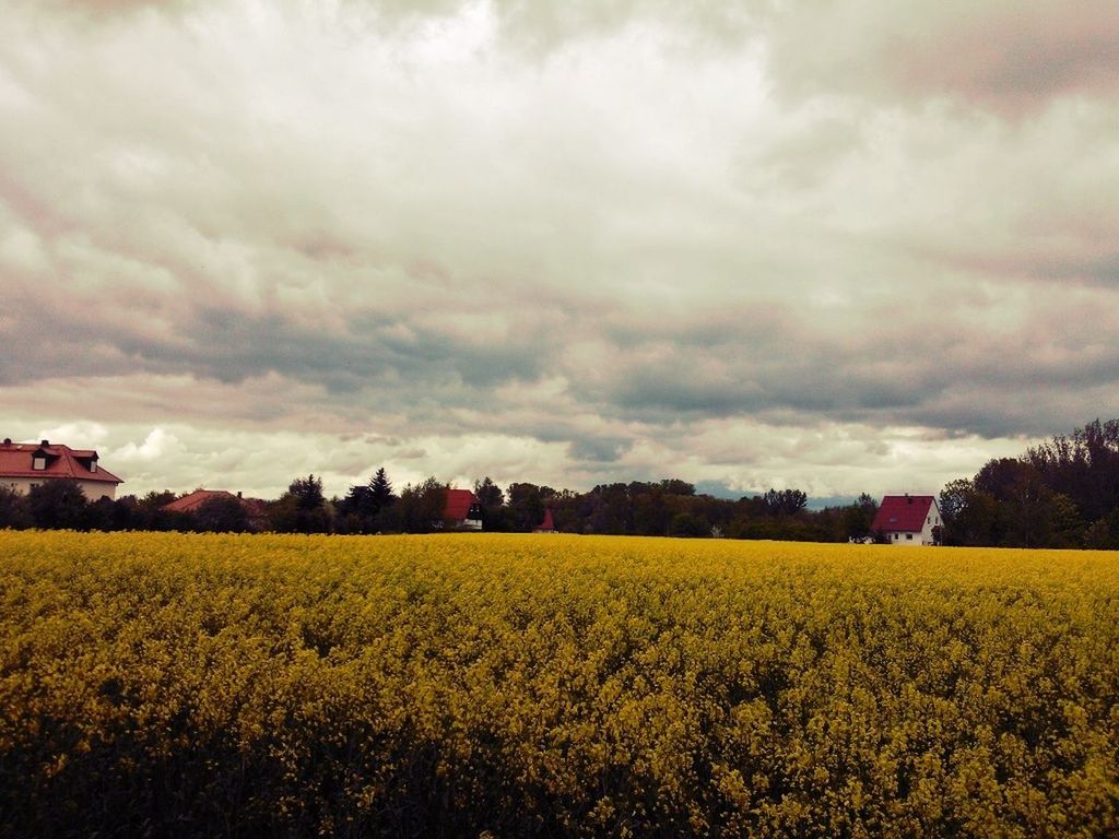 yellow, field, flower, sky, agriculture, rural scene, beauty in nature, landscape, cloud - sky, growth, farm, nature, tranquil scene, cloudy, scenics, freshness, tranquility, crop, oilseed rape, cultivated land