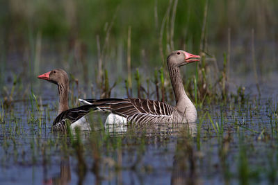 Greylag goose in the marsh, kopacki rit