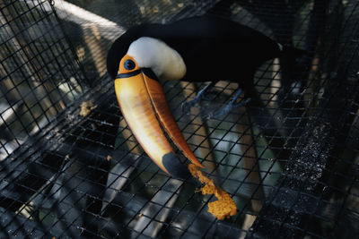 Close-up of fish in cage