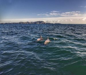 Ducks swimming in sea against sky