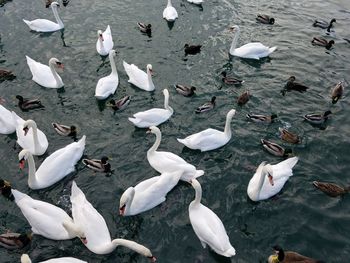 High angle view of swans swimming in lake