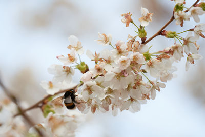 Close-up of cherry blossoms on tree