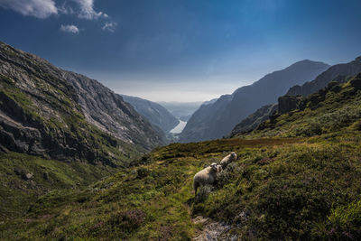 View of a horse on mountain landscape