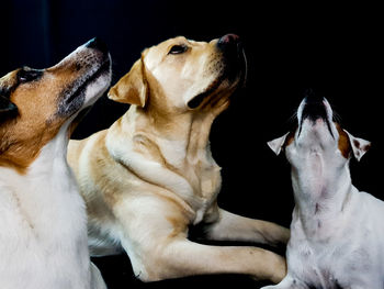 Close-up of two dogs at home