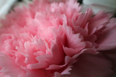 Close-up of pink flower