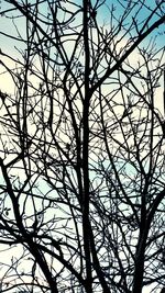 Low angle view of bare trees against sky