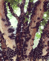 Close-up of tree trunk