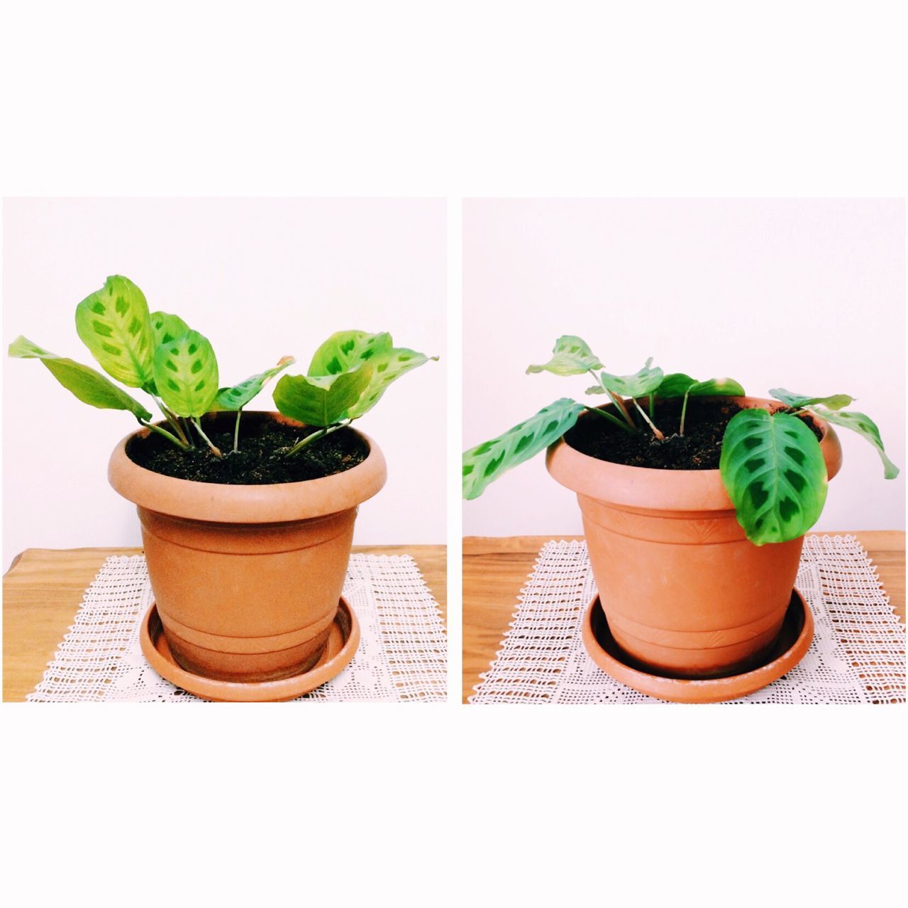 potted plant, plant, leaf, growth, indoors, table, flower pot, freshness, pot plant, green color, wall - building feature, vase, close-up, cactus, still life, flower, no people, nature, home interior, houseplant