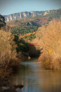 Scenic view of river amidst trees against sky