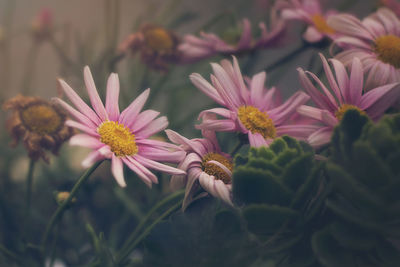 Pink daisies blooming in park