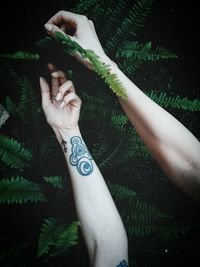 Cropped image of woman hand with tattoo holding plant